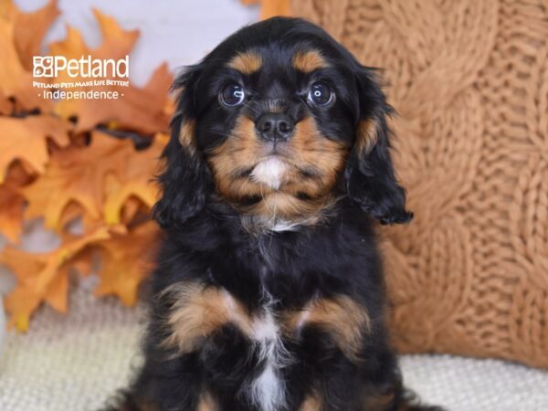 Cavalier King Charles Spaniel-DOG-Male-Black & tan-4506-Petland Independence & Lee's Summit, MO