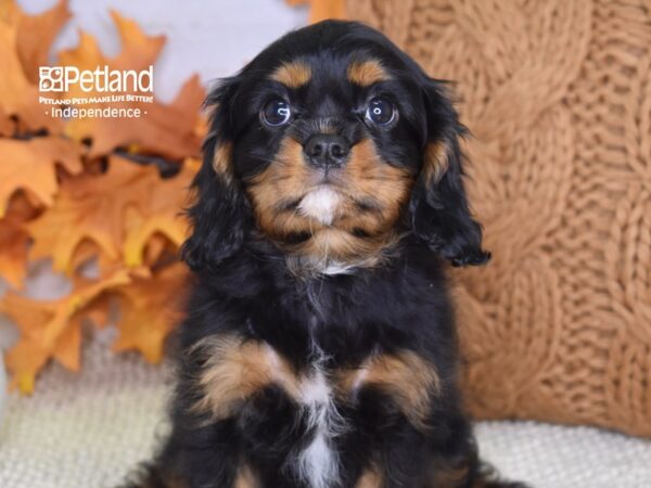 Cavalier King Charles Spaniel DOG Male Black & tan 4506 Petland Independence, Missouri