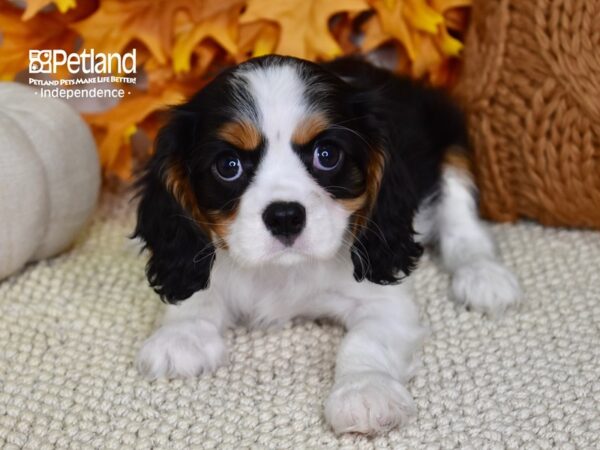 Cavalier King Charles Spaniel-DOG-Female-Tri-4508-Petland Independence & Lee's Summit, MO