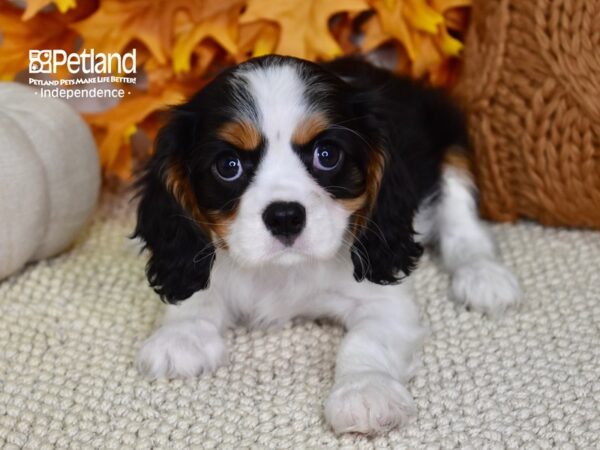 Cavalier King Charles Spaniel-DOG-Female-Tri-4508-Petland Independence, Missouri