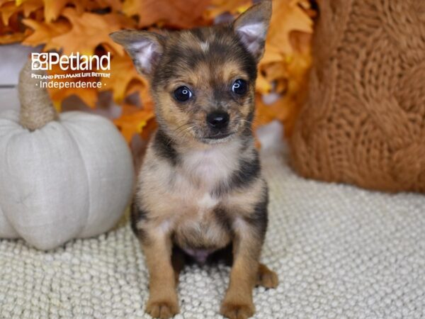 Pomchi DOG Male Red Merle 4509 Petland Independence, Missouri