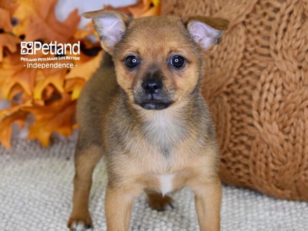 Pomchi DOG Female Sable 4510 Petland Independence, Missouri