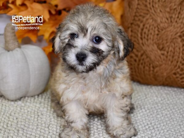 Havapoo-DOG-Female-Tan-4512-Petland Independence, Missouri