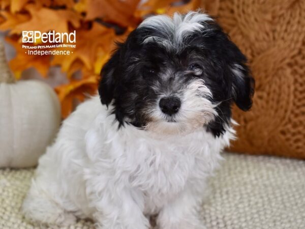 Havapoo DOG Female Black, Tan, & White 4513 Petland Independence, Missouri