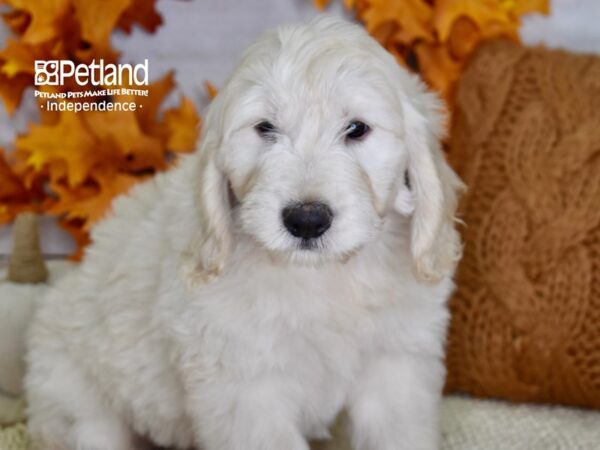 Miniature Goldendoodle-DOG-Male-Light Golden-4519-Petland Independence & Lee's Summit, MO
