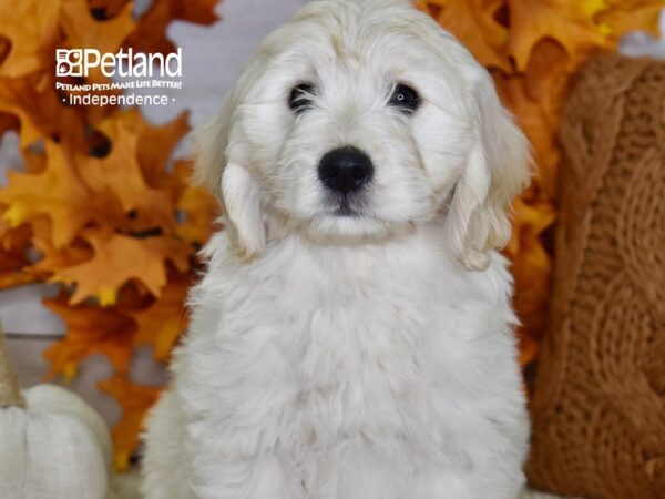 Miniature Goldendoodle DOG Female Light Golden 4518 Petland Independence, Missouri