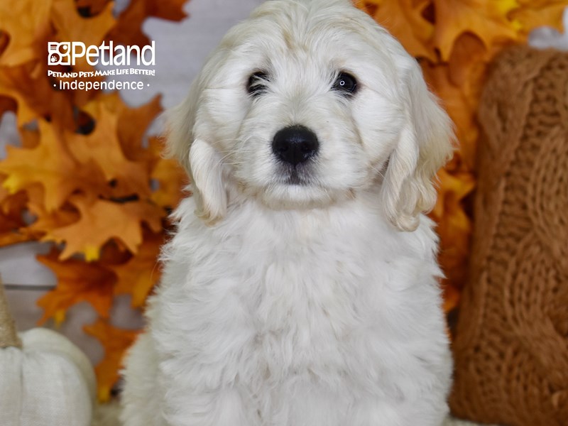 Miniature Goldendoodle-DOG-Female-Light Golden-3327666-Petland Independence, Missouri
