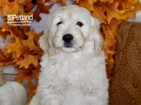 Miniature Goldendoodle DOG Male Light Golden 4520 Petland Independence, Missouri