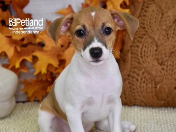 Jack Russell Terrier DOG Female Tan & White 4514 Petland Independence, Missouri