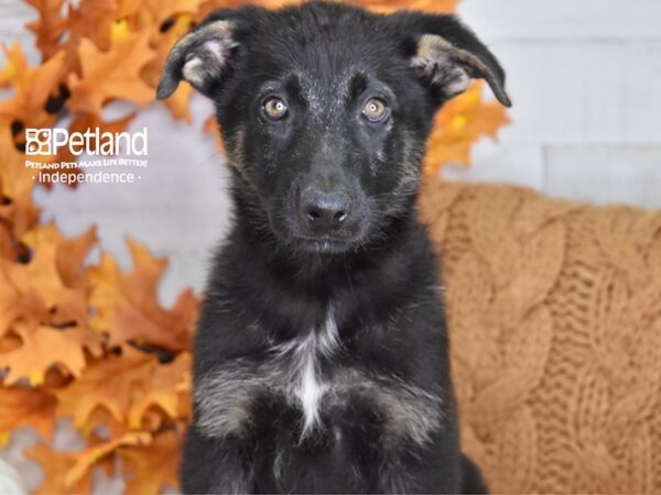 German Shepherd DOG Female Black & Tan 4522 Petland Independence, Missouri