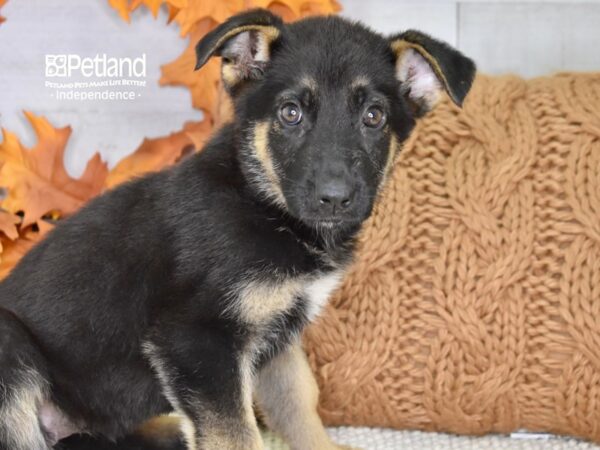 German Shepherd DOG Female Black & Tan 4521 Petland Independence, Missouri