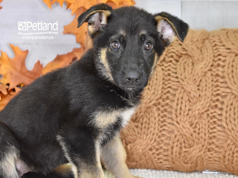 German Shepherd-DOG-Female-Black & Tan-3327701-Petland Independence, Missouri