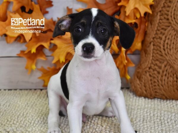 Jack Russell Terrier DOG Male Tri 4516 Petland Independence, Missouri