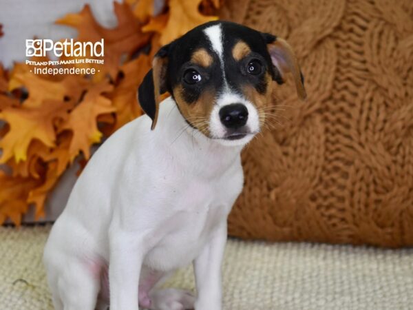 Jack Russell Terrier-DOG-Male-Tri-4517-Petland Independence & Lee's Summit, MO