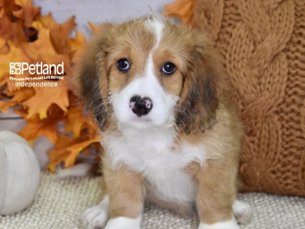 Miniature Bernadoodle-DOG-Male-Brown & White-4523-Petland Independence & Lee's Summit, MO
