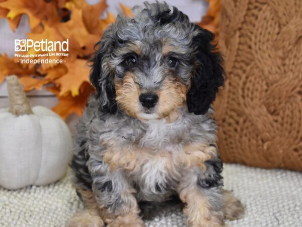 Miniature Bernadoodle-DOG-Female-Blue Merle-4524-Petland Independence & Lee's Summit, MO