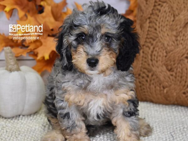 Miniature Bernadoodle DOG Female Blue Merle 4524 Petland Independence, Missouri