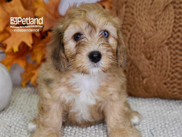 Miniature Bernadoodle-DOG-Female-Tan-4525-Petland Independence & Lee's Summit, MO