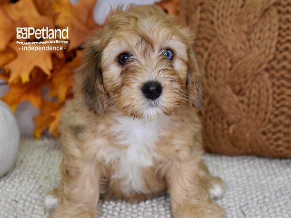 Miniature Bernadoodle-DOG-Female-Tan-4525-Petland Independence, Missouri