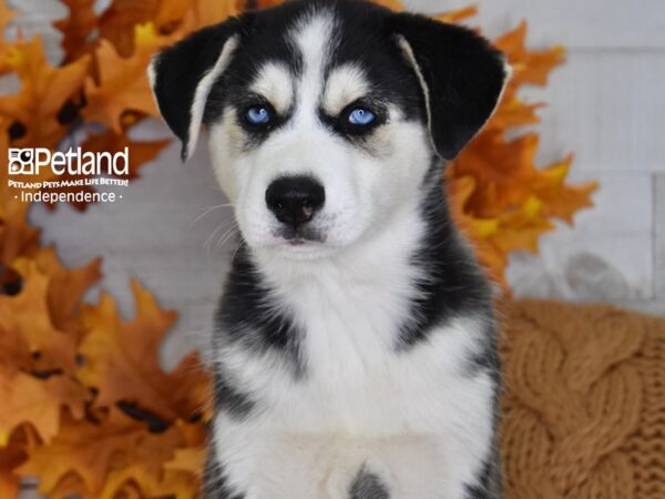 Siberian Husky DOG Male Black and White 4526 Petland Independence, Missouri