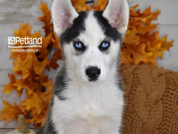 Siberian Husky DOG Male Black and White 4527 Petland Independence, Missouri