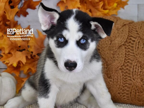 Siberian Husky-DOG-Male-Black and White-4528-Petland Independence, Missouri