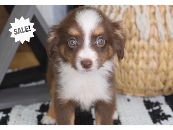 Toy Australian Shepherd-DOG-Female-Red Tri-4412-Petland Independence & Lee's Summit, MO