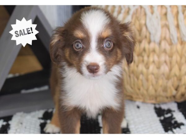 Toy Australian Shepherd DOG Female Red Tri 4412 Petland Independence, Missouri