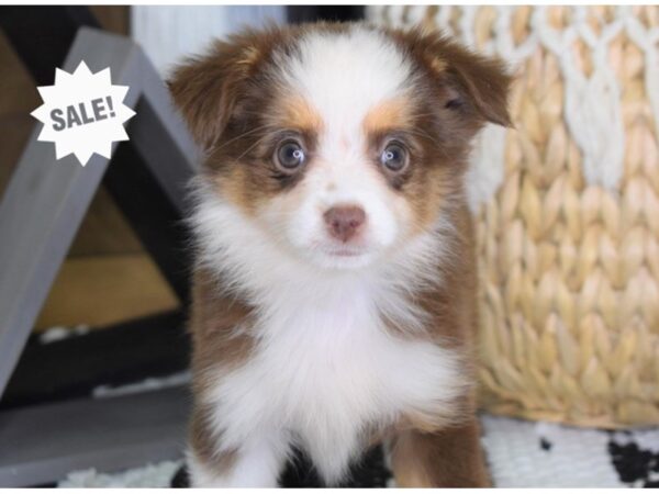 Toy Australian Shepherd DOG Female Red Tri 4413 Petland Independence, Missouri