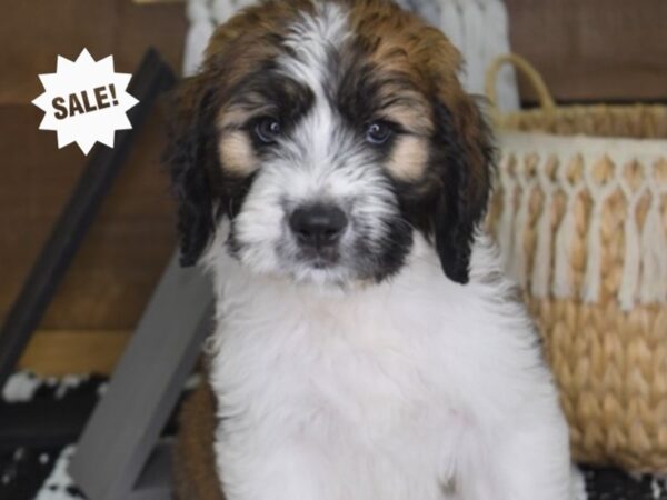 Saint BerDoodle DOG Female Sable and White 4433 Petland Independence, Missouri