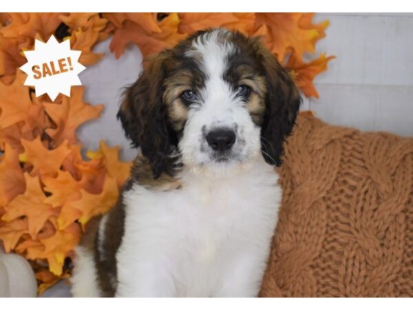 Saint BerDoodle-DOG-Female-Sable and White-4434-Petland Independence & Lee's Summit, MO