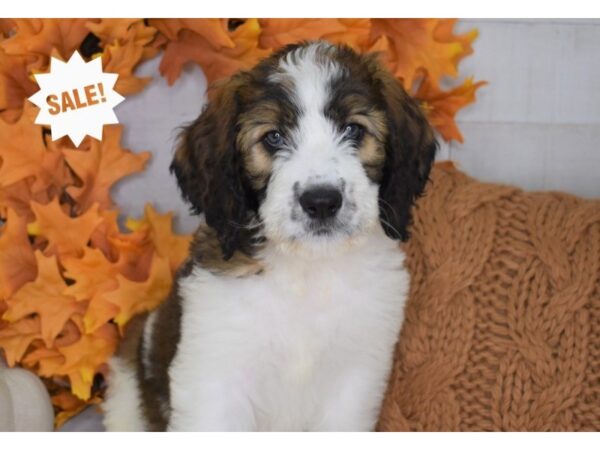 Saint BerDoodle DOG Female Sable and White 4434 Petland Independence, Missouri