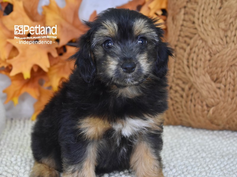 Miniature Aussiedoodle-DOG-Female-Black & Tan-3337260-Petland Independence, Missouri