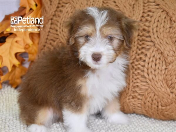 Miniature Aussiedoodle-DOG-Male-Chocolate & Tan-4542-Petland Independence & Lee's Summit, MO