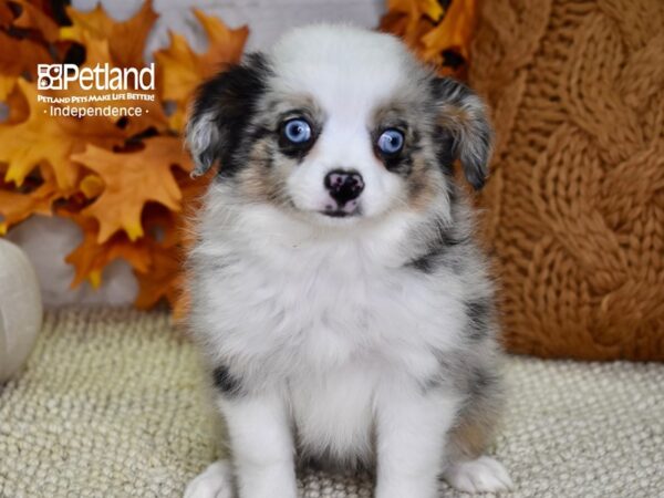 Toy Australian Shepherd DOG Female Blue Merle 4536 Petland Independence, Missouri