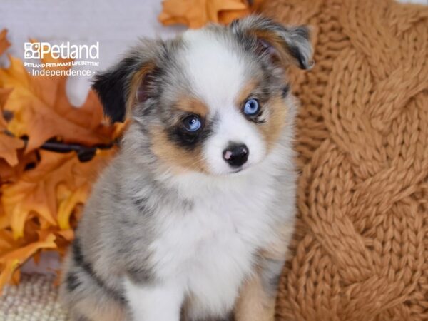 Toy Australian Shepherd-DOG-Male-Blue Merle-4535-Petland Independence & Lee's Summit, MO