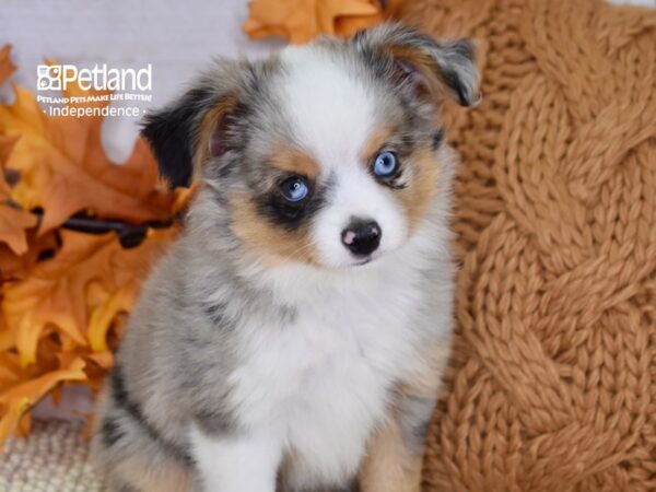 Toy Australian Shepherd DOG Male Blue Merle 4535 Petland Independence, Missouri