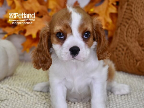 Cavalier King Charles Spaniel-DOG-Female-Blenheim & White-4534-Petland Independence & Lee's Summit, MO