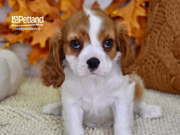 Cavalier King Charles Spaniel-DOG-Female-Blenheim & White-4534-Petland Independence, Missouri