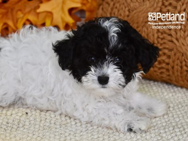 Maltipoo DOG Female Black and White 4531 Petland Independence, Missouri