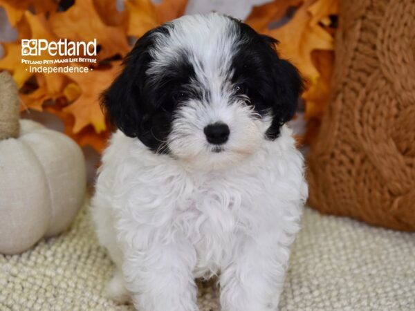 Maltipoo DOG Male Black and White 4530 Petland Independence, Missouri