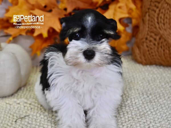 Miniature Schnauzer DOG Female Black & White 4533 Petland Independence, Missouri