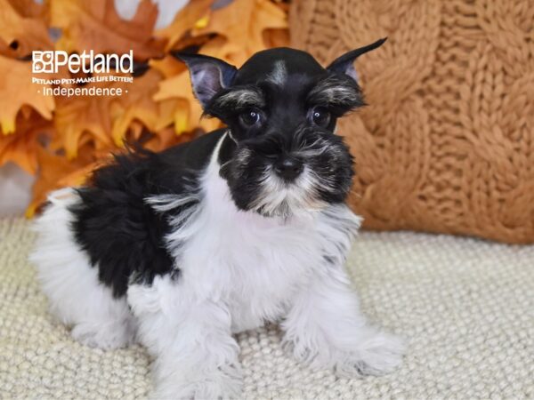 Miniature Schnauzer DOG Female Black & White 4532 Petland Independence, Missouri