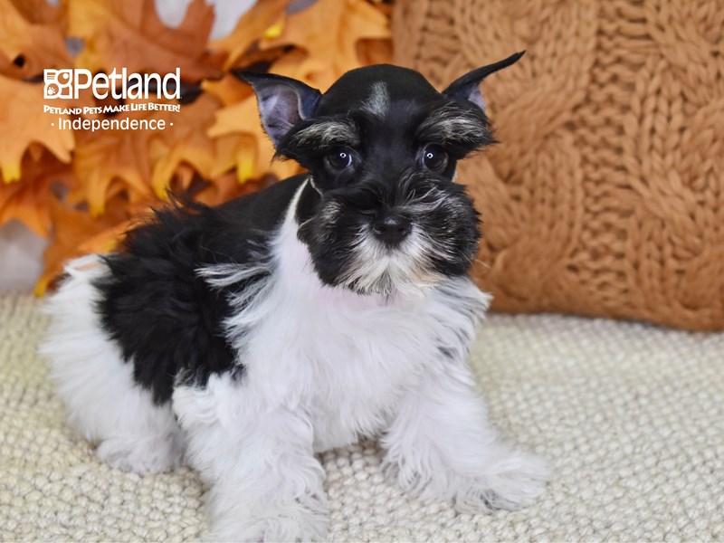 Miniature Schnauzer-DOG-Female-Black & White-3337049-Petland Independence, Missouri