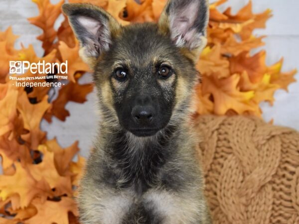 German Shepherd-DOG-Female-Sable-4538-Petland Independence, Missouri