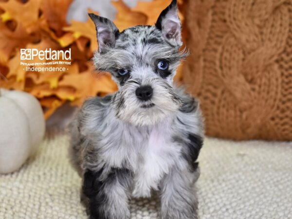 Miniature Schnauzer DOG Female Merle 4556 Petland Independence, Missouri