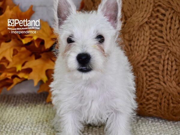 West Highland White Terrier DOG Female White 4551 Petland Independence, Missouri