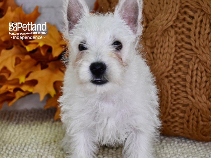 West Highland White Terrier-DOG-Female-White-3343065-Petland Independence, Missouri