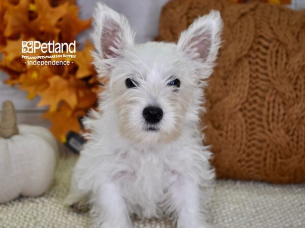 West Highland White Terrier DOG Male White 4546 Petland Independence, Missouri