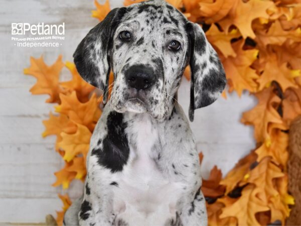 Great Dane DOG Male Merle 4545 Petland Independence, Missouri